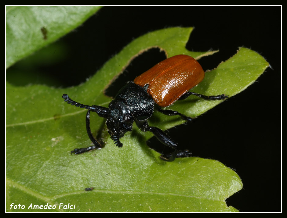 Considerevole  presenza di Labidostomis taxicornis